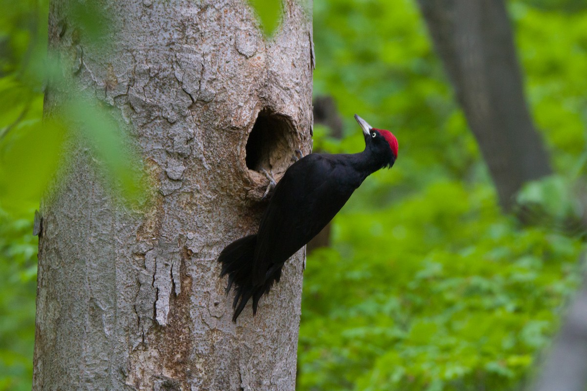Black Woodpecker - ML568795771