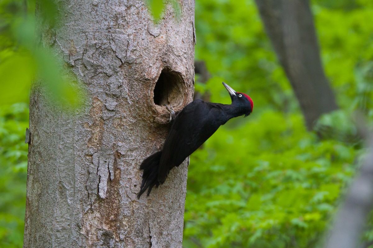 Black Woodpecker - ML568795801