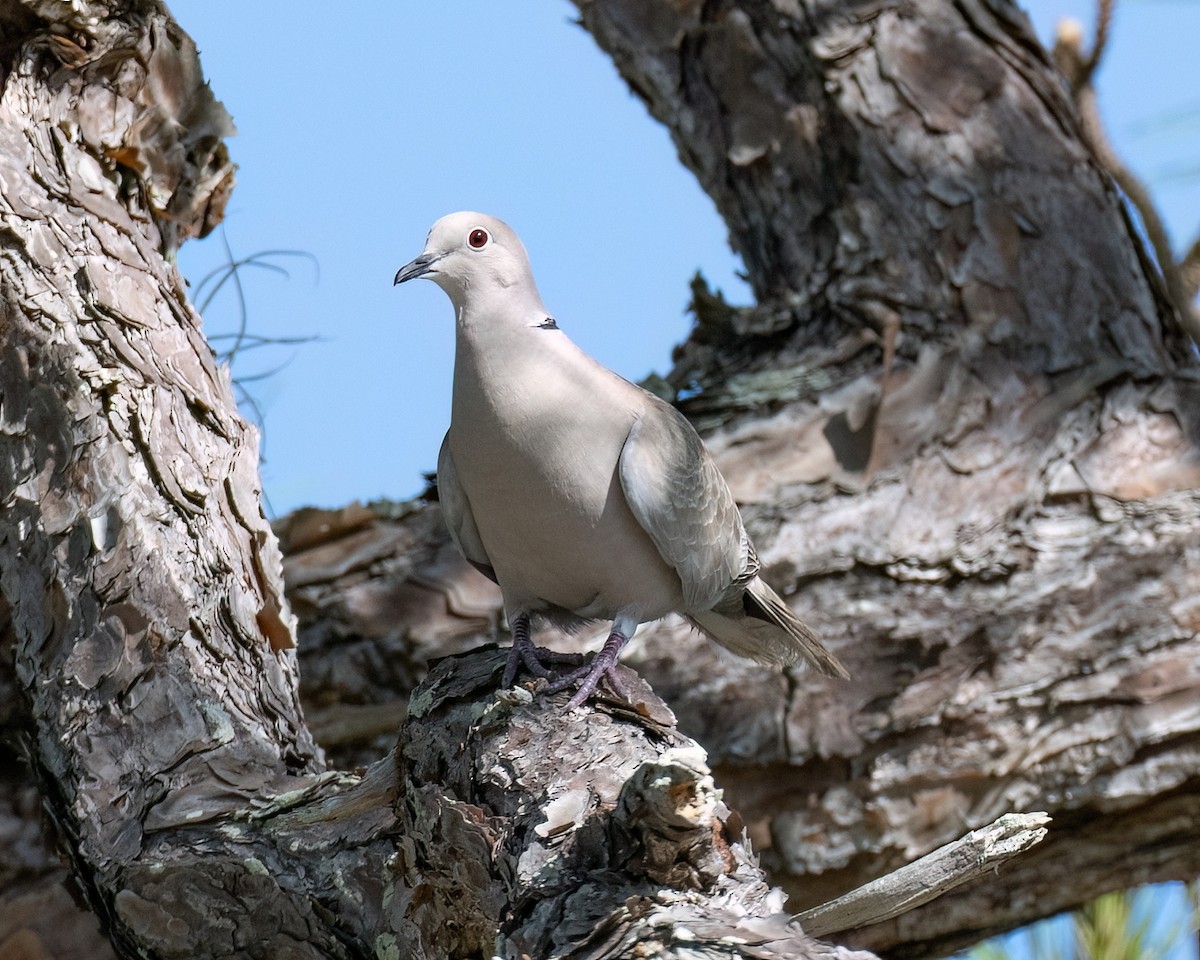 Eurasian Collared-Dove - ML568797151