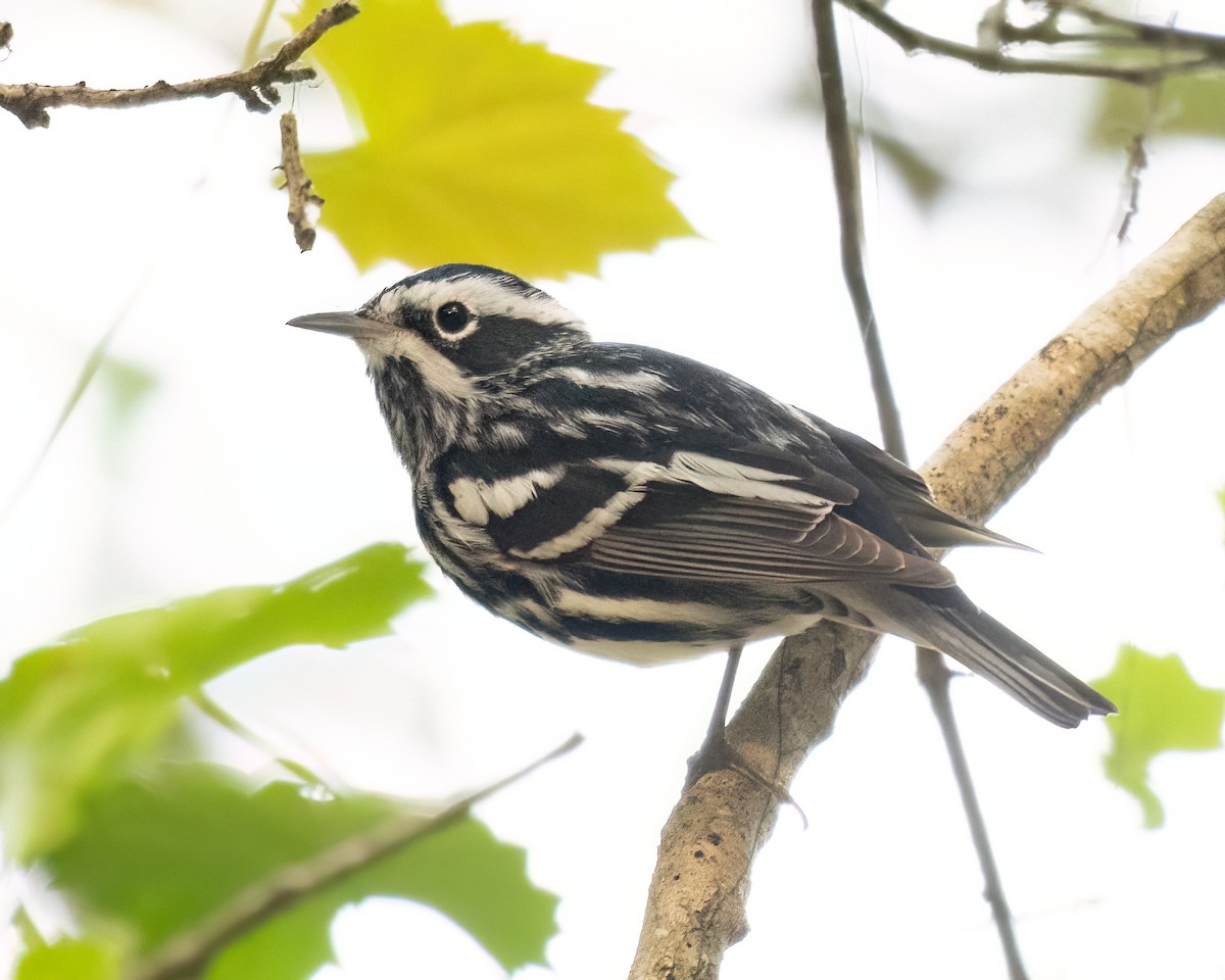 Black-and-white Warbler - ML568802441