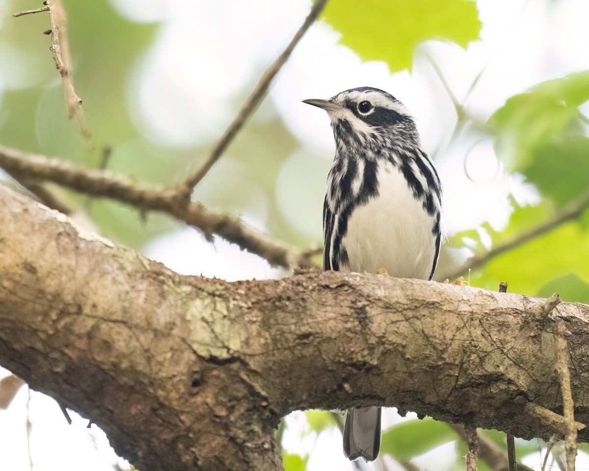 Black-and-white Warbler - ML568802451