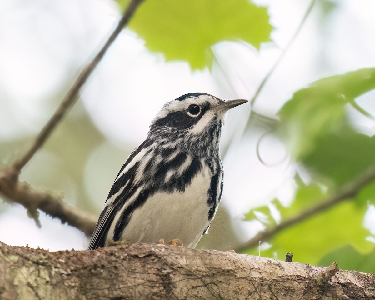 Black-and-white Warbler - ML568802461