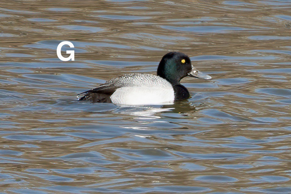 Greater Scaup - ML568805601