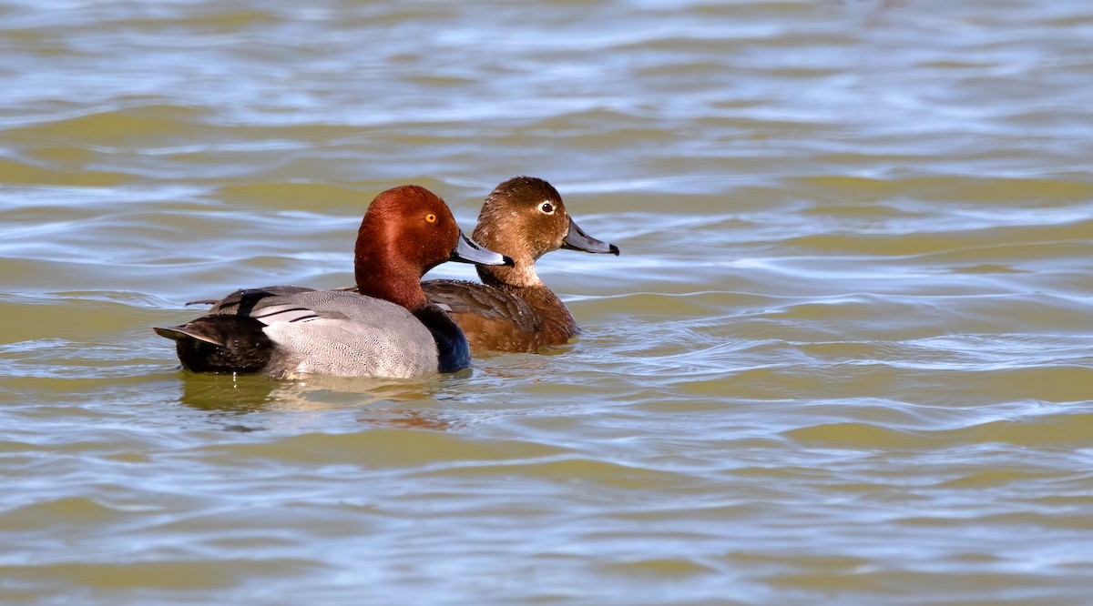 eBird Checklist 7 May 2023 BaieduFebvre (station d'épuration