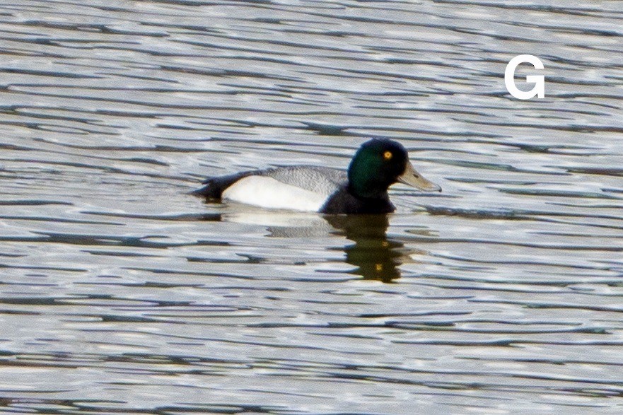 Greater Scaup - ML568805781