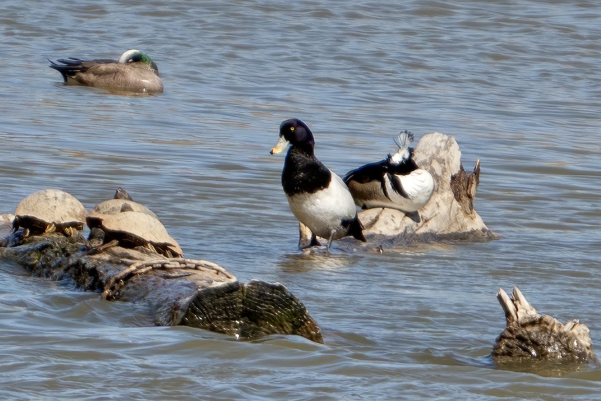 Greater Scaup - ML568805791