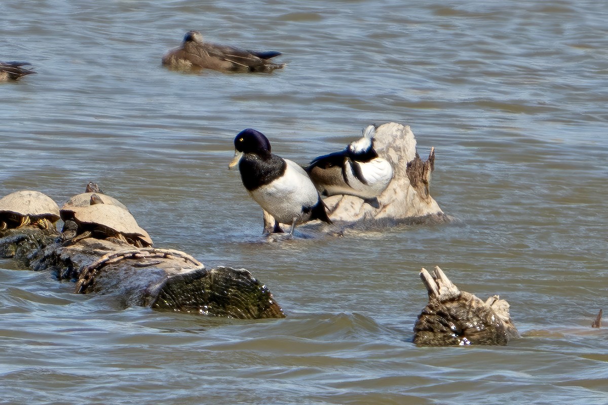 Greater Scaup - ML568805801