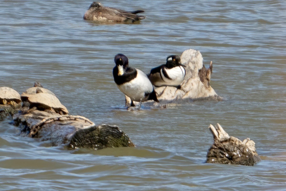 Greater Scaup - ML568805811