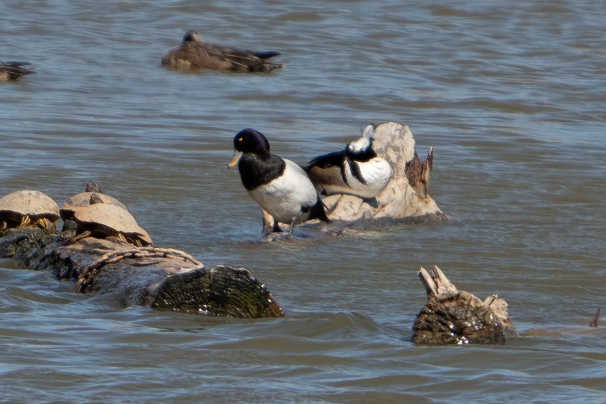 Greater Scaup - ML568805831