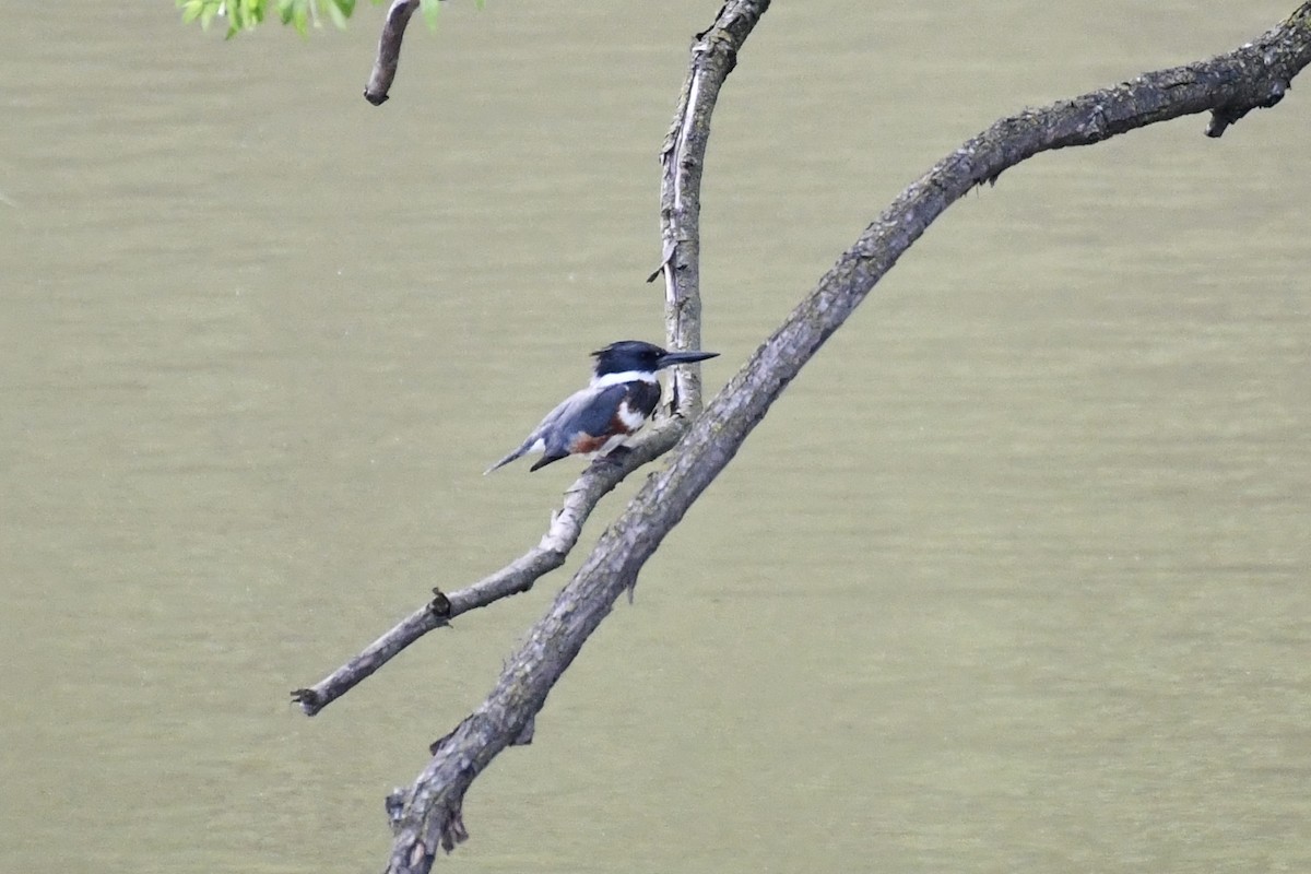 Belted Kingfisher - ML568809441