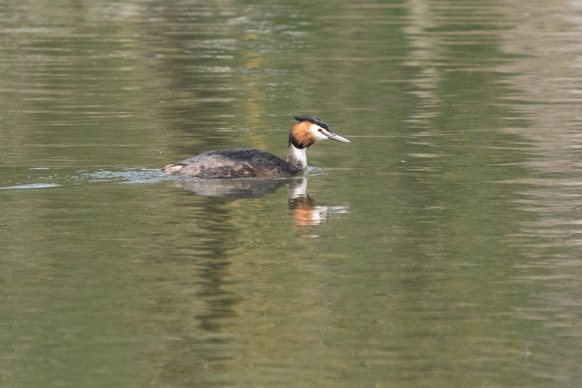 Great Crested Grebe - ML568809711