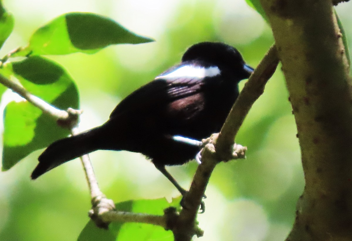 White-shouldered Tanager - ML568809721