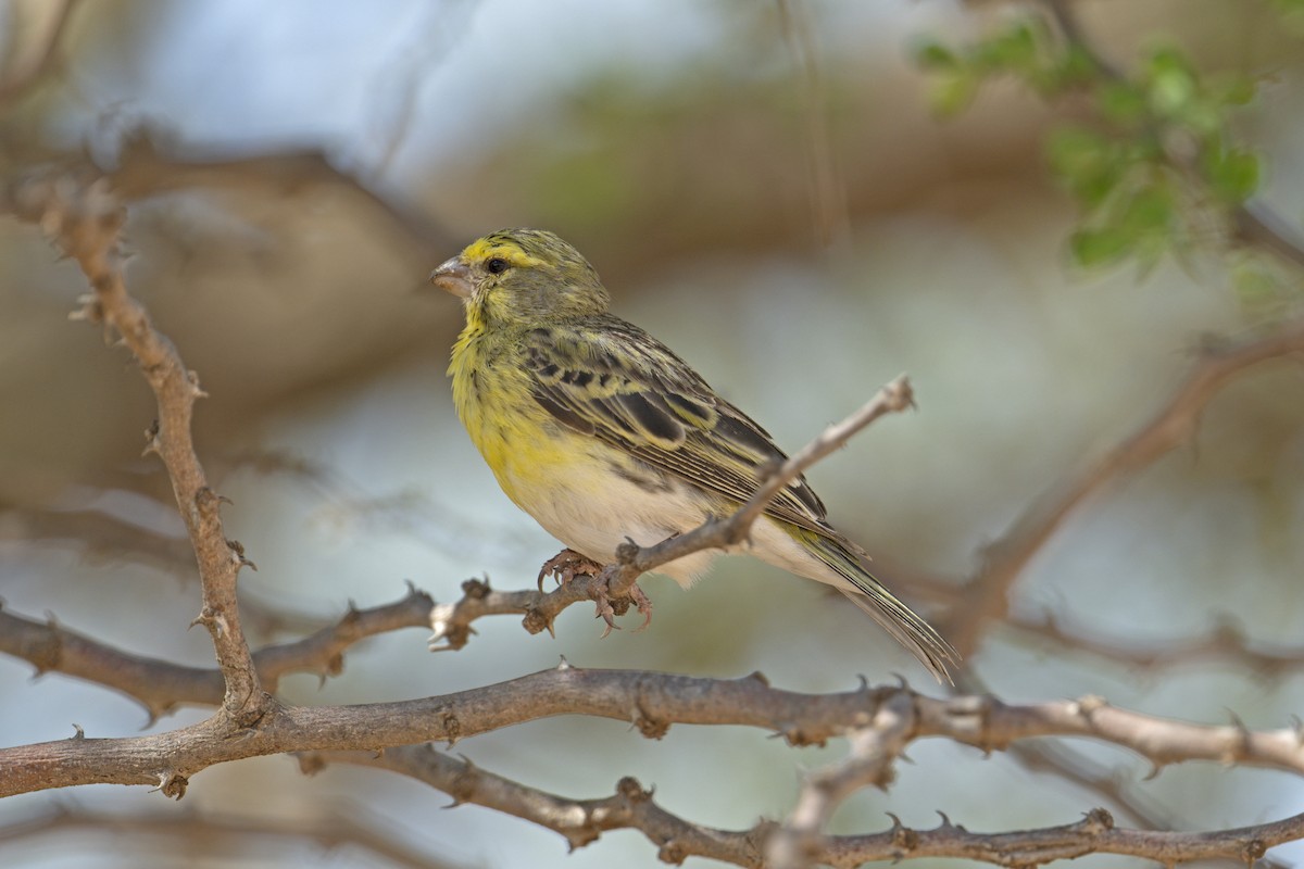 White-bellied Canary - ML568810431