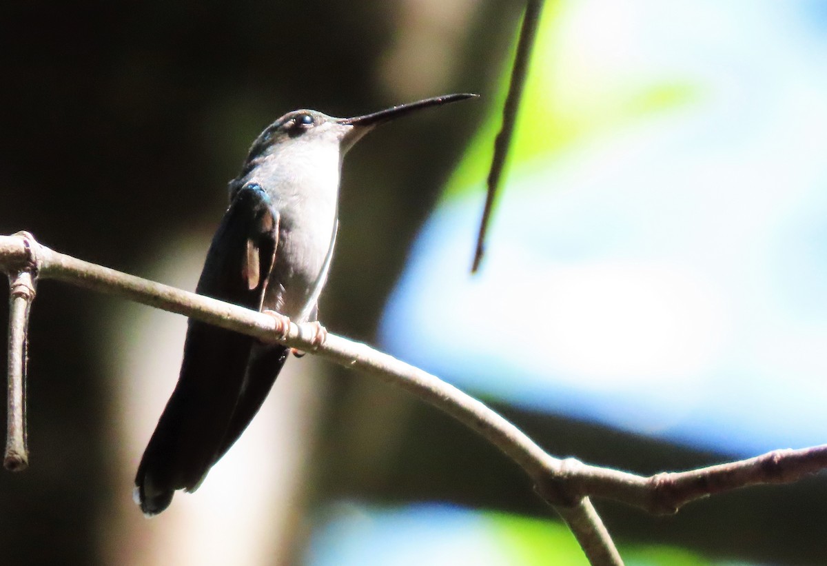 ub. kolibri (Trochilidae sp.) - ML568812431