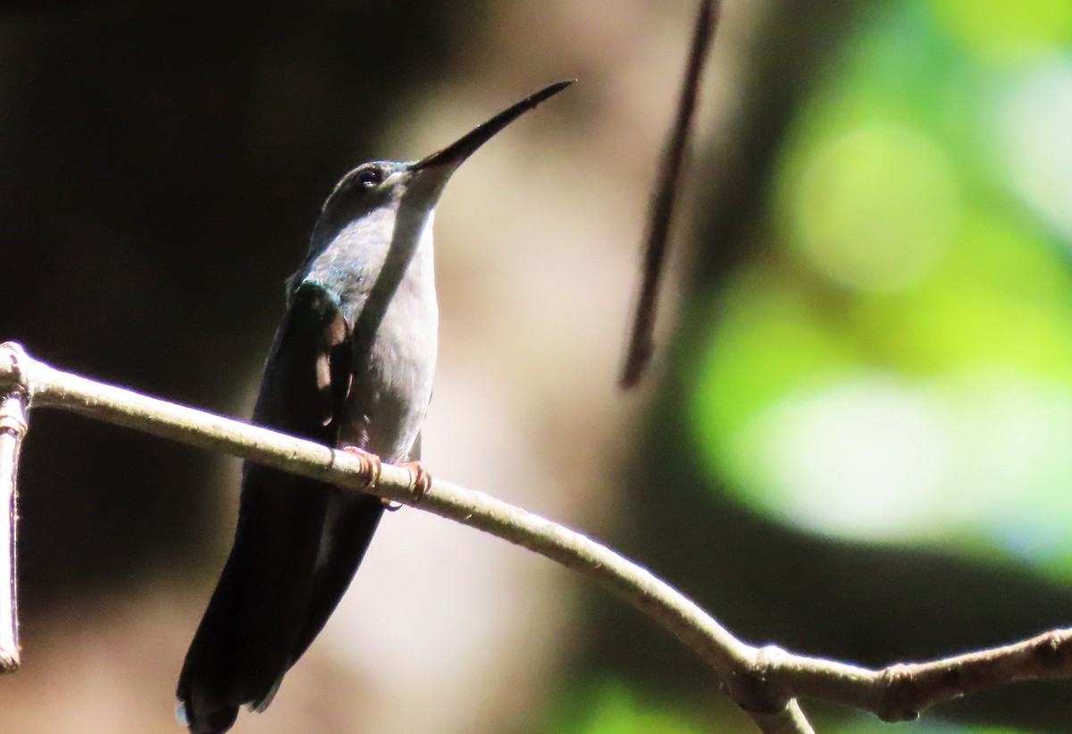 ub. kolibri (Trochilidae sp.) - ML568812581