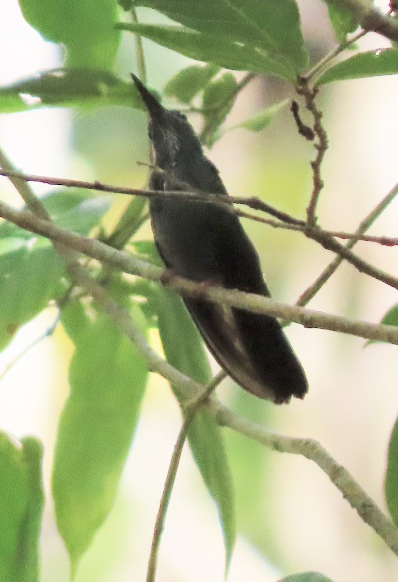 hummingbird sp. - ML568812731