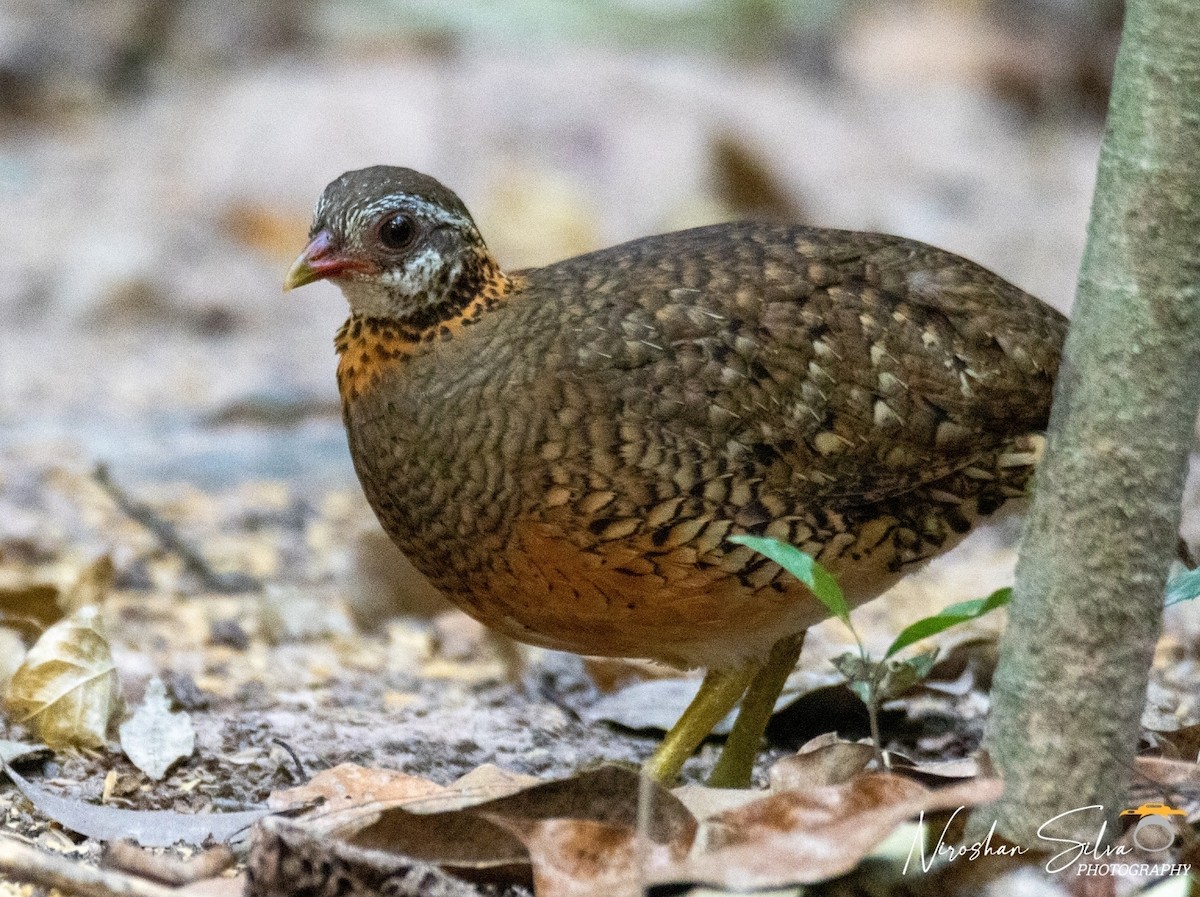 Scaly-breasted Partridge - ML568812891