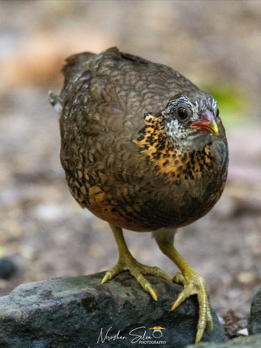 Scaly-breasted Partridge - ML568812931
