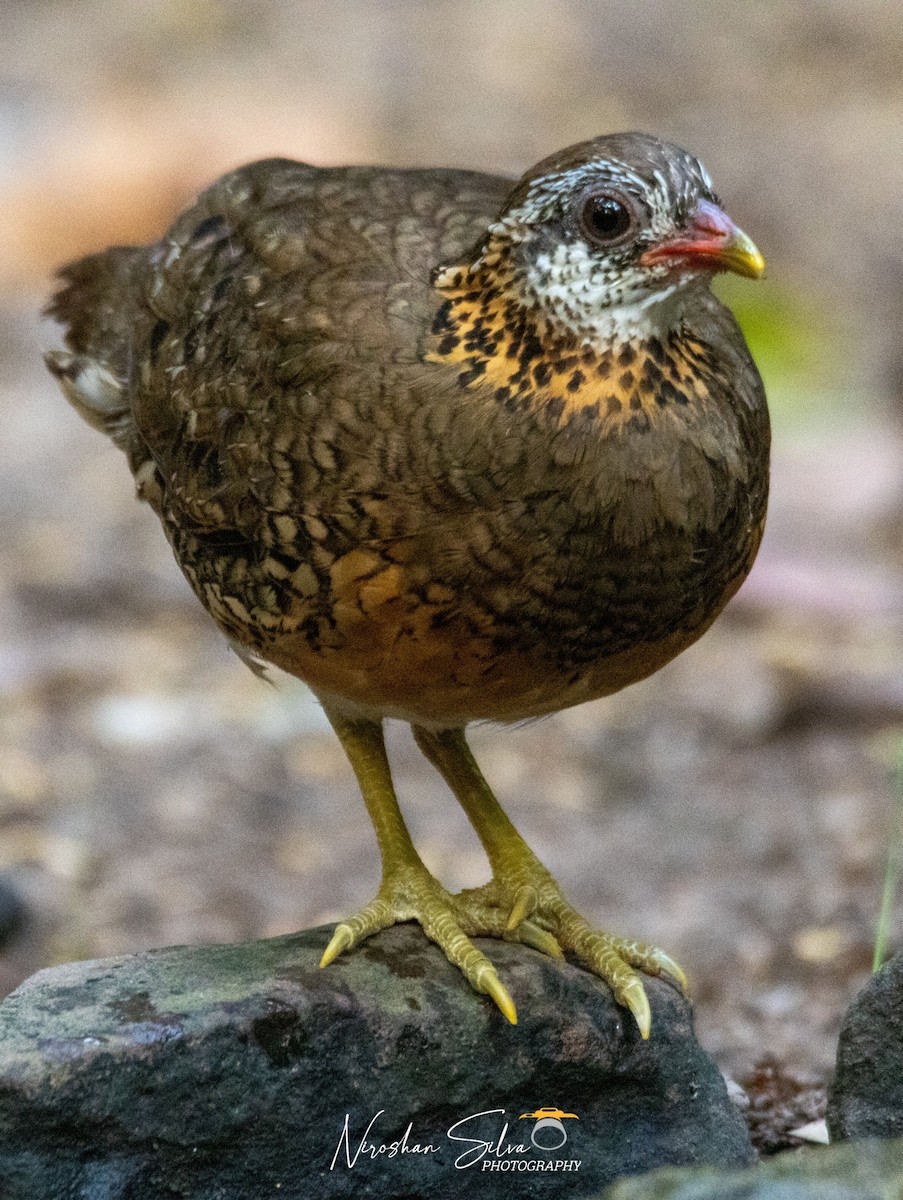 Scaly-breasted Partridge - ML568812941