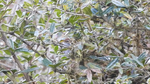 Gray-sided Bush Warbler - ML568813131