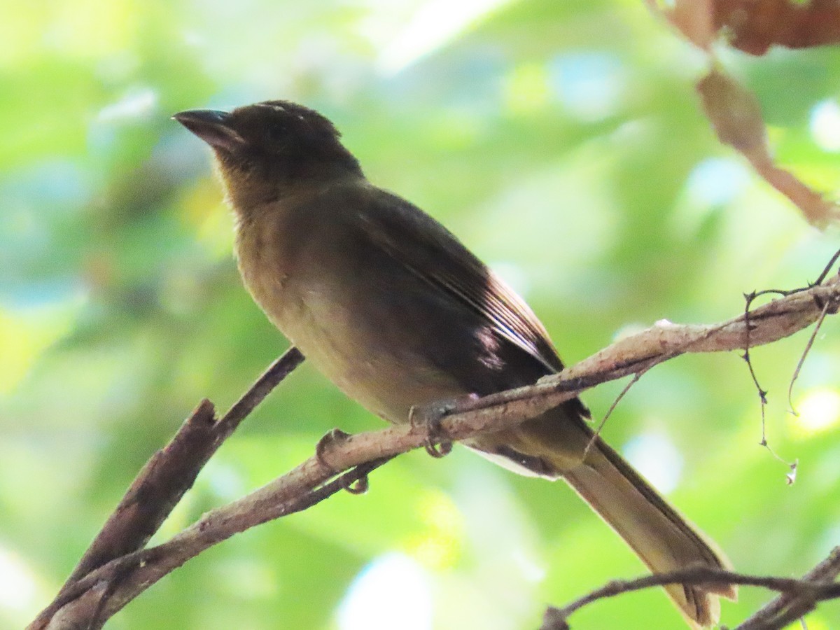 Red-throated Ant-Tanager - ML568813651