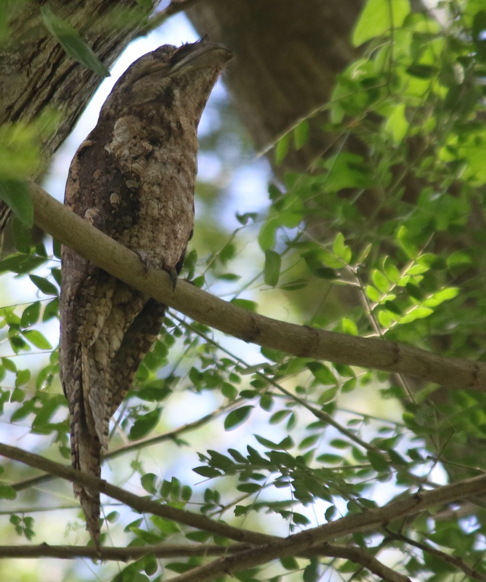 Papuan Frogmouth - ML568816861