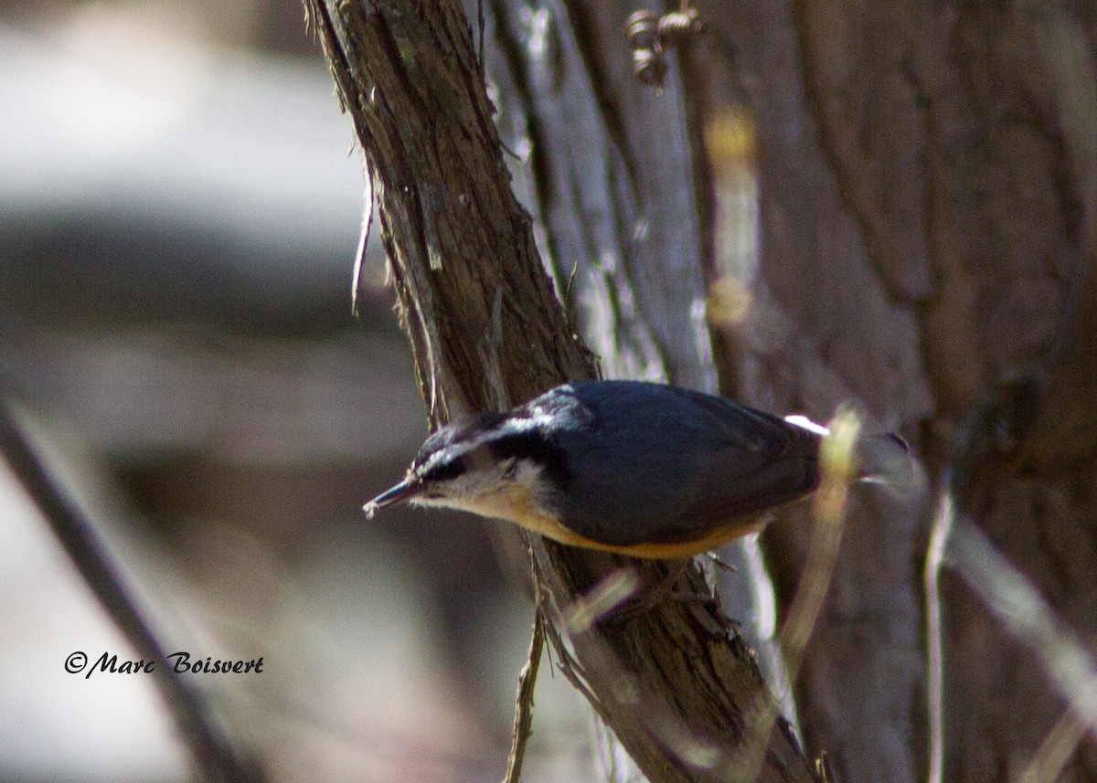 Red-breasted Nuthatch - ML56881881