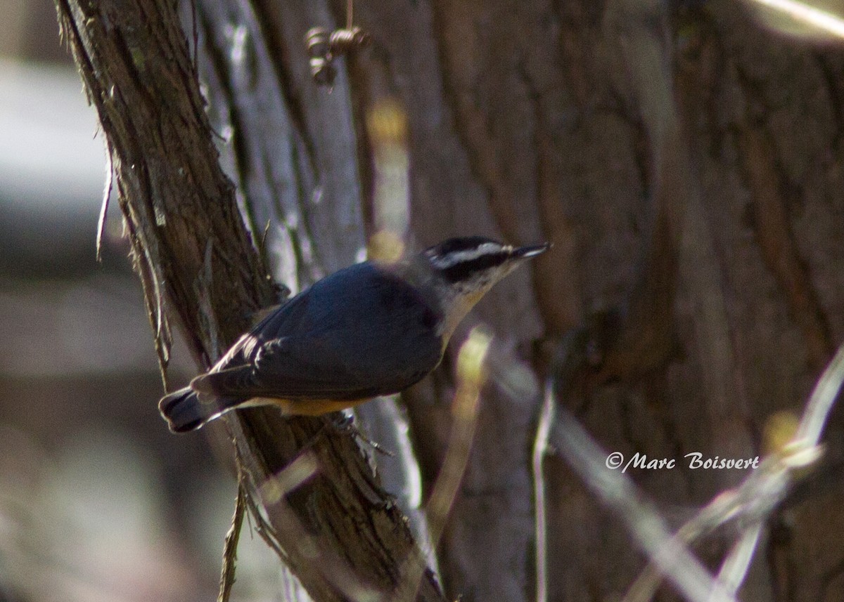 Red-breasted Nuthatch - ML56881891