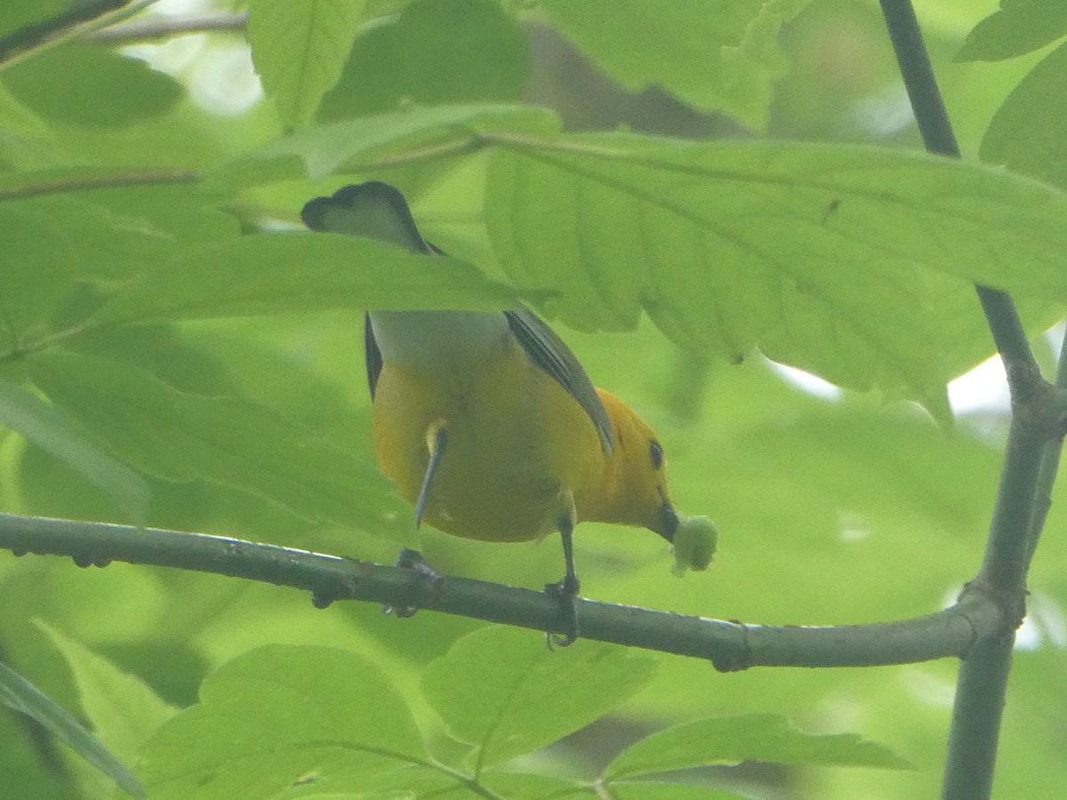 Prothonotary Warbler - ML568819151