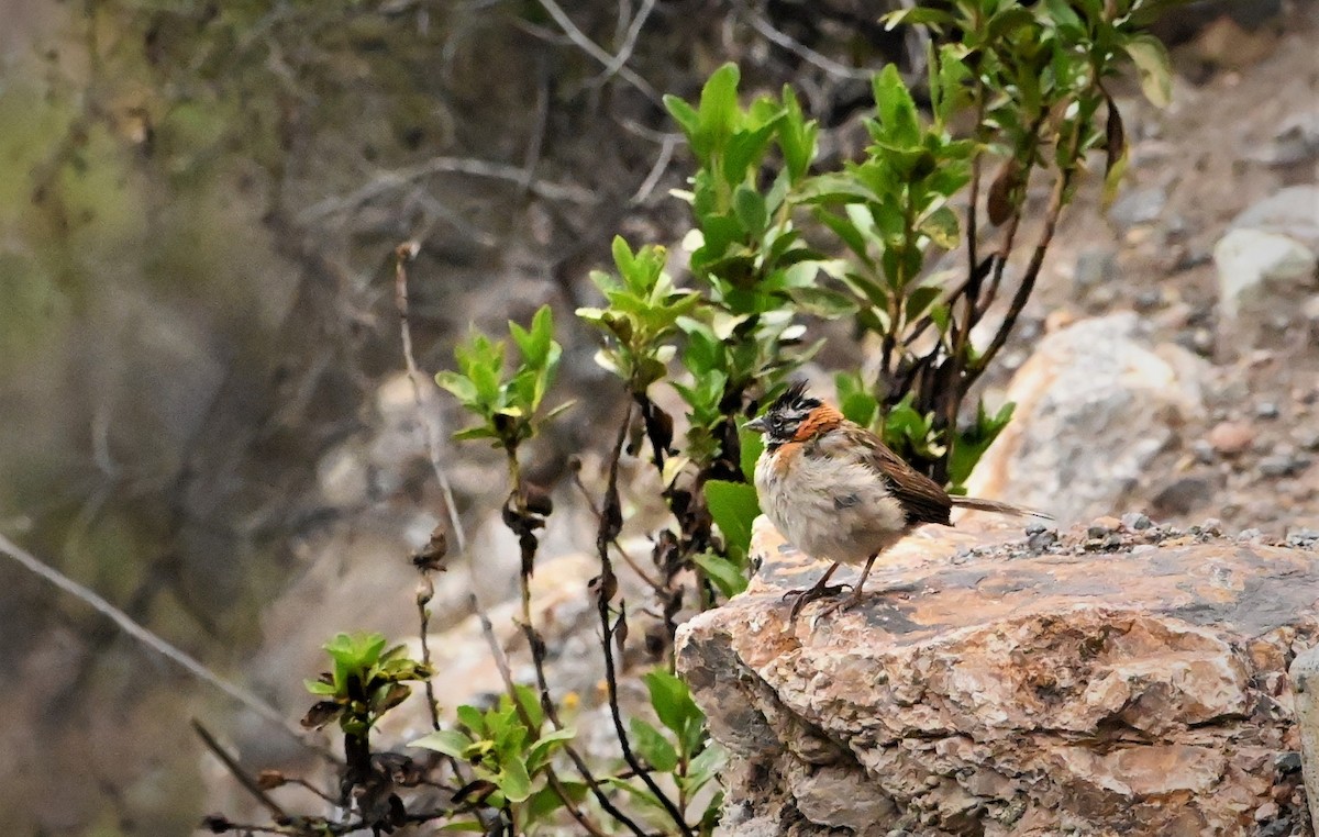 Rufous-collared Sparrow - ML568819791
