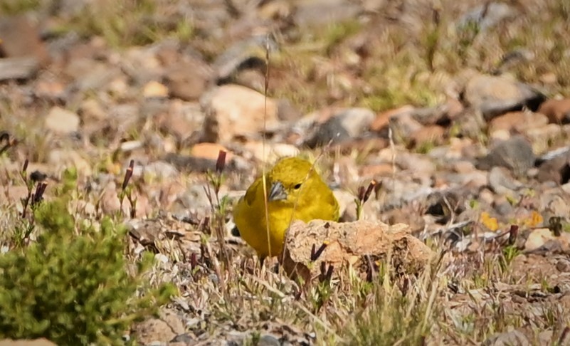 Puna Yellow-Finch - ML568820501