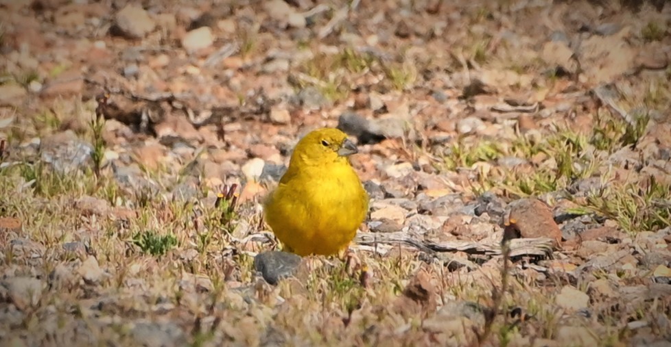 Puna Yellow-Finch - ML568820511