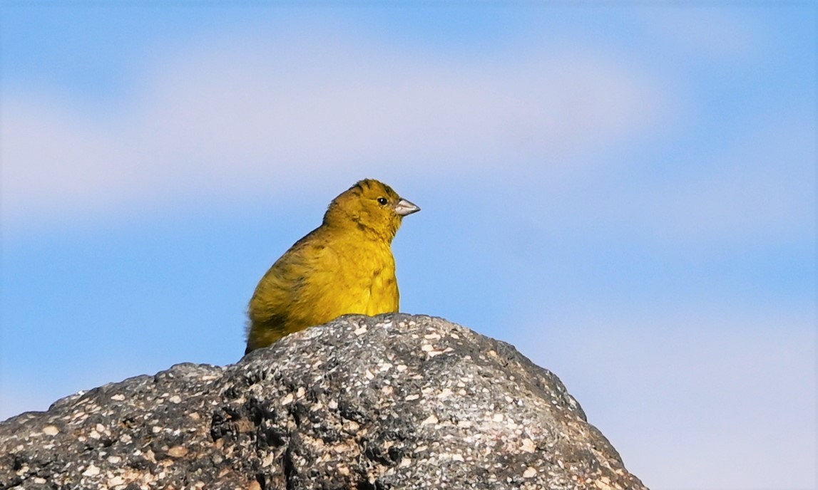 Puna Yellow-Finch - ML568820521