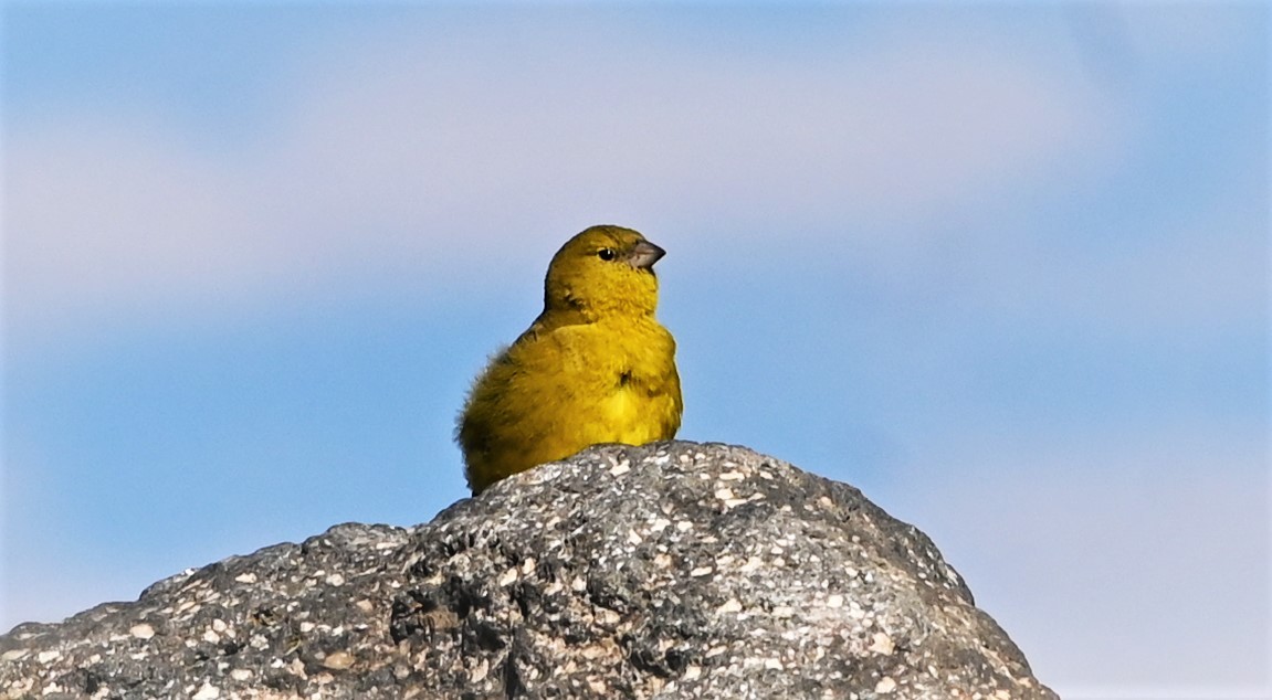Puna Yellow-Finch - ML568820531