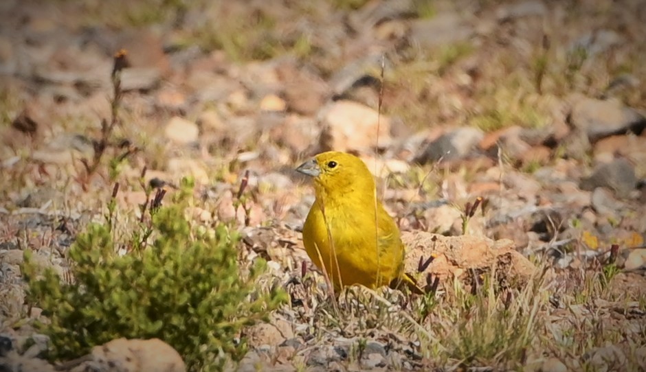 Puna Yellow-Finch - ML568820541