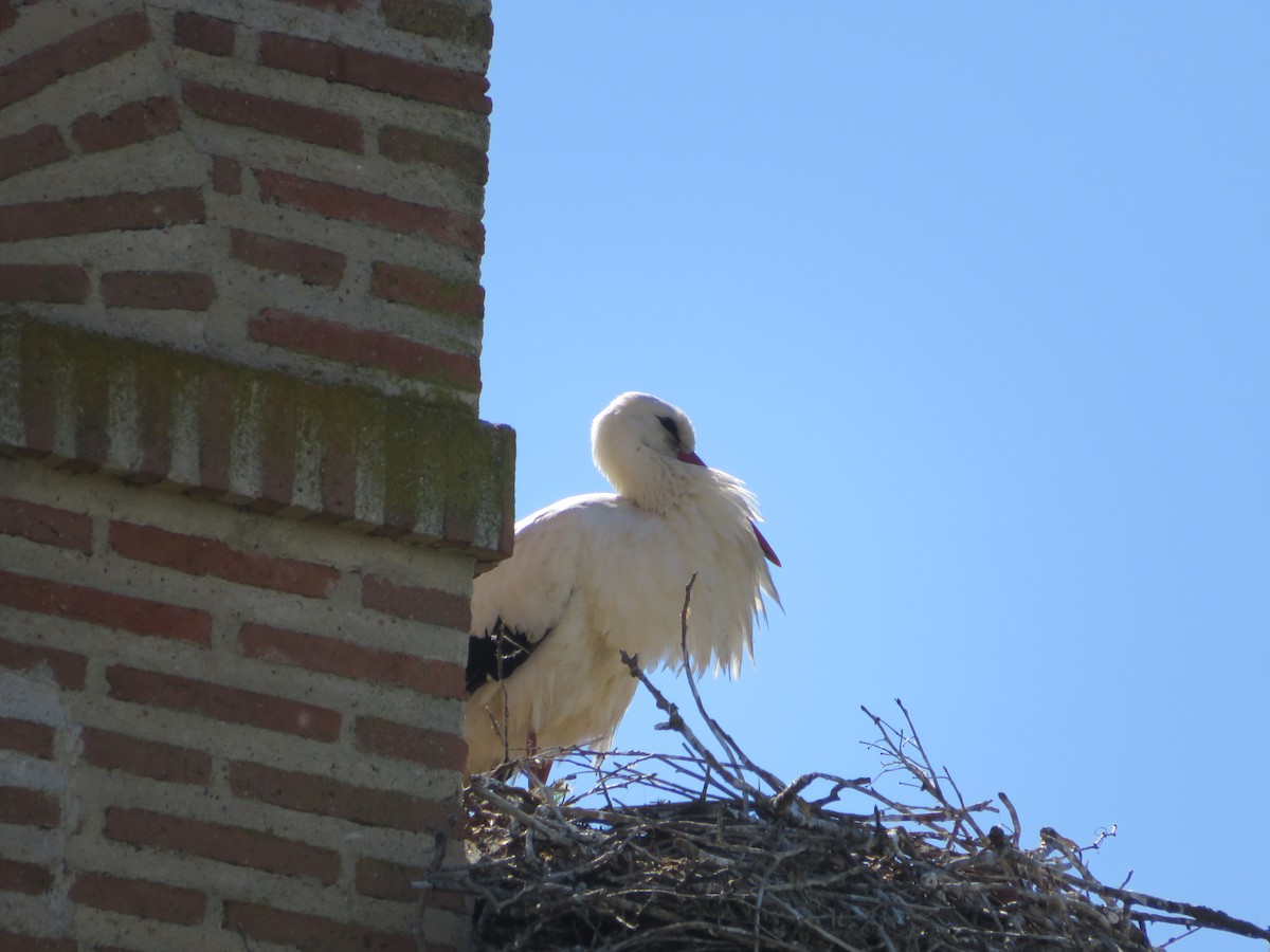 White Stork - ML568825071