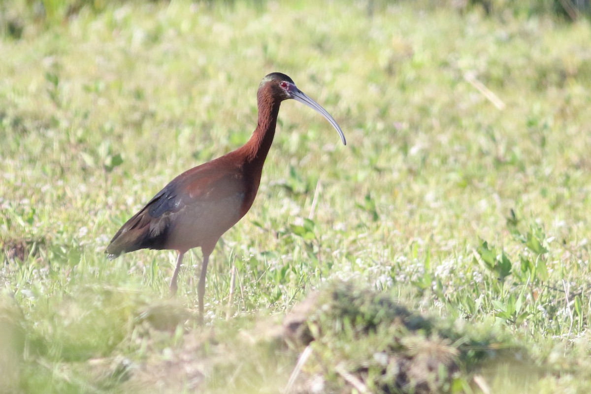 ibis americký - ML568827971