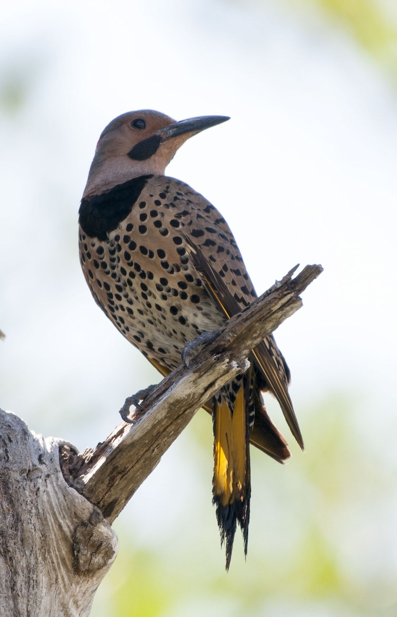 Northern Flicker (Yellow-shafted) - ML56882931