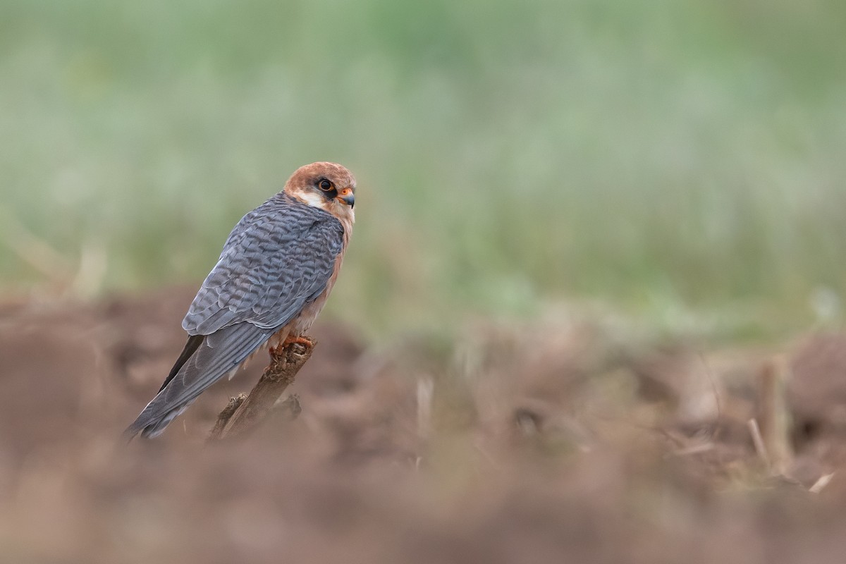 Red-footed Falcon - ML568832611