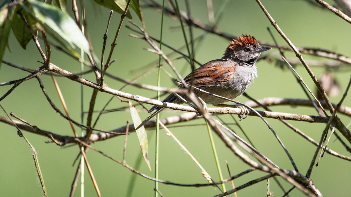 Cinereous-breasted Spinetail - Marcelo Vinícius