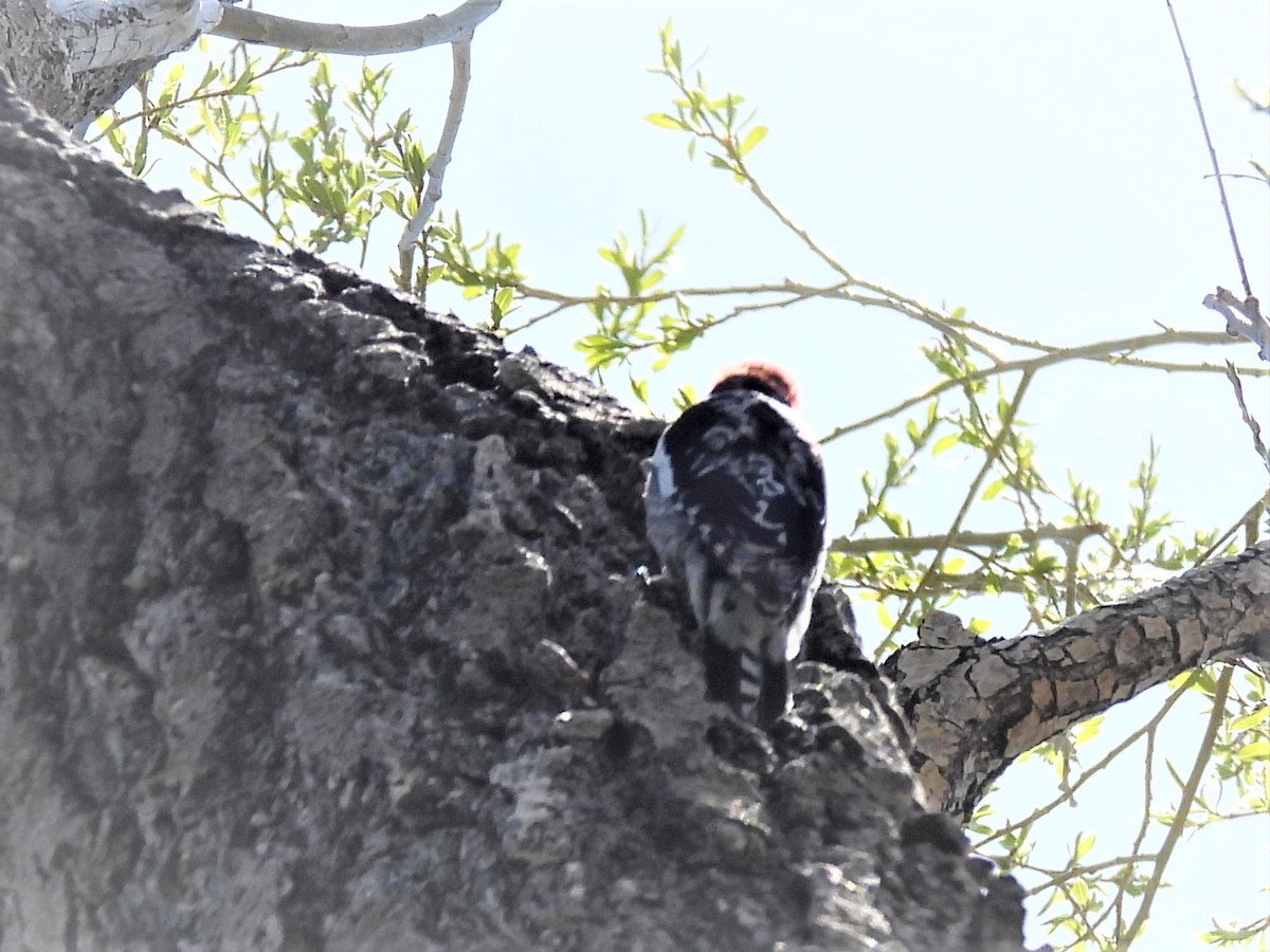 eBird Checklist 7 May 2023 Mono Lake County Park 29 species