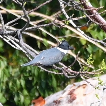 Belted Kingfisher - ML568835291