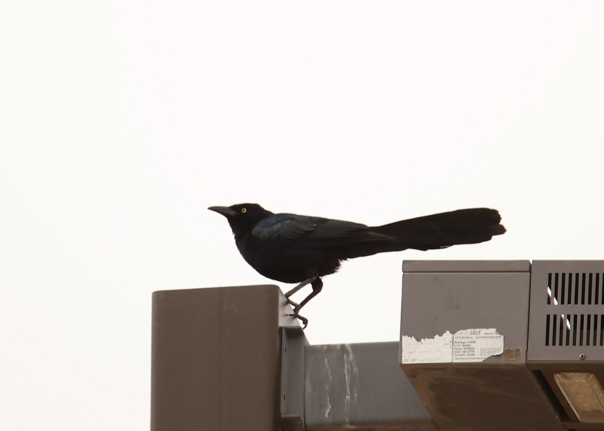 Great-tailed Grackle - ML568836931