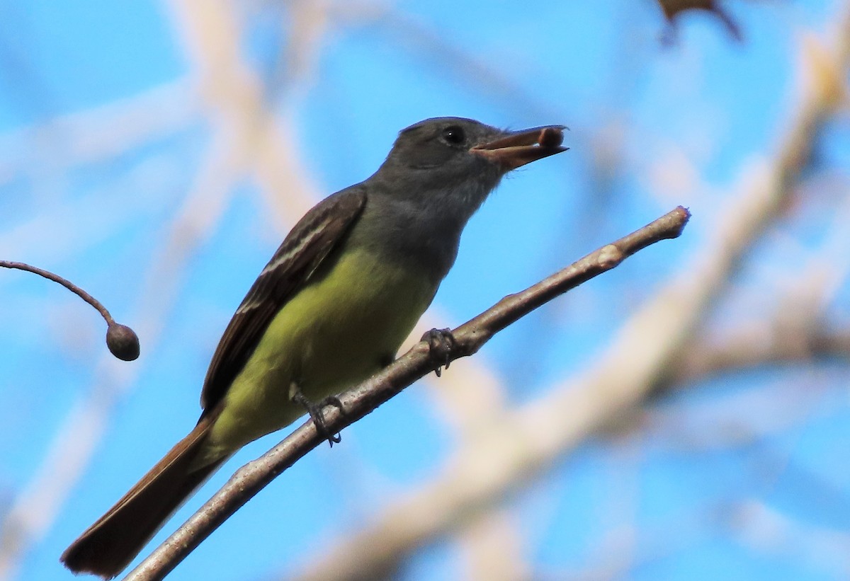 Great Crested Flycatcher - ML568837421