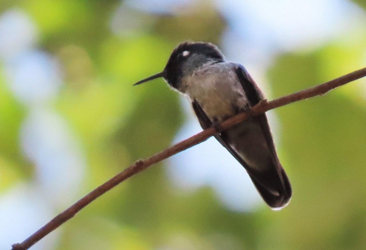 Violet-headed Hummingbird - Rick Jacobsen