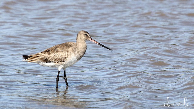 Most birds remaining to over-summer on winter grounds are in First Alternate Plumage.&nbsp;Occasional birds may lack a First Prealternate Molt or molt very few feathers and resemble Formative Plumage from April through September. - Hudsonian Godwit - 