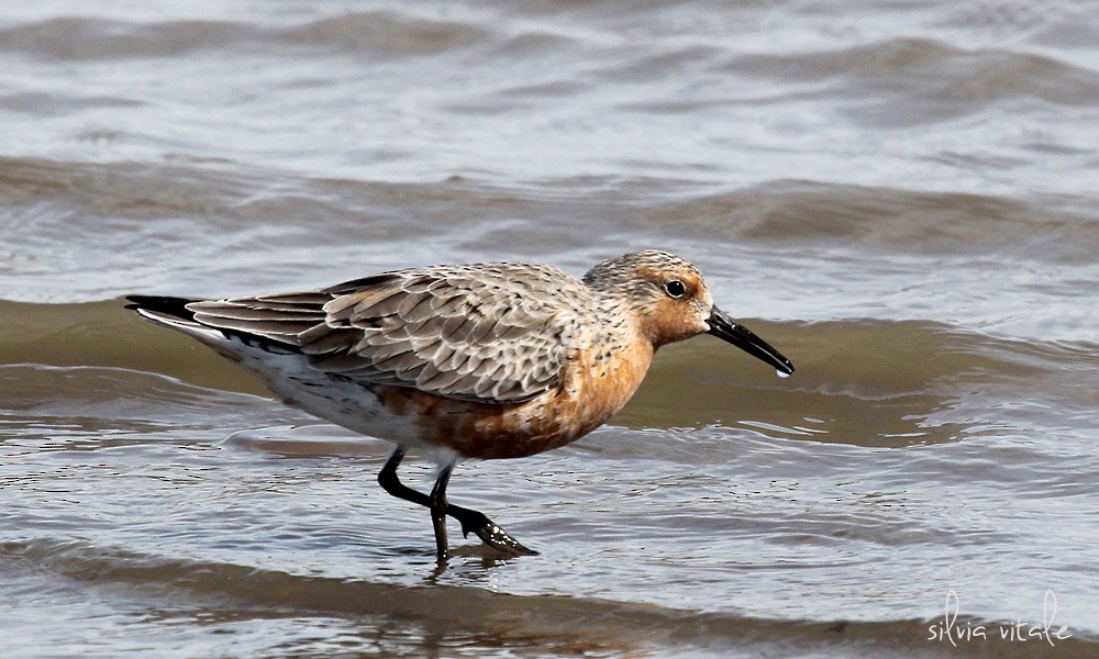 Red Knot - ML56883991