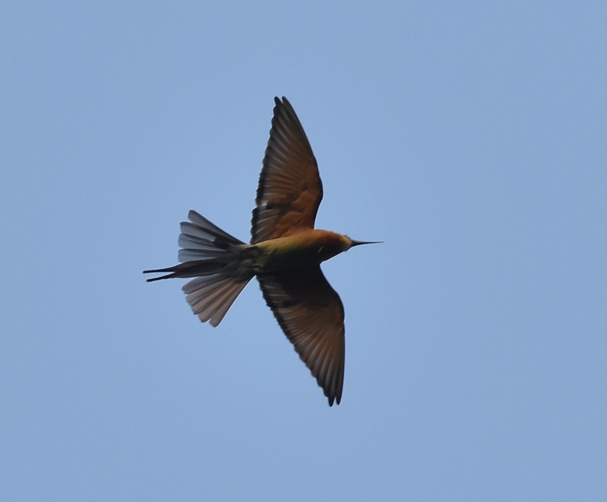 Blue-tailed Bee-eater - ML568843981
