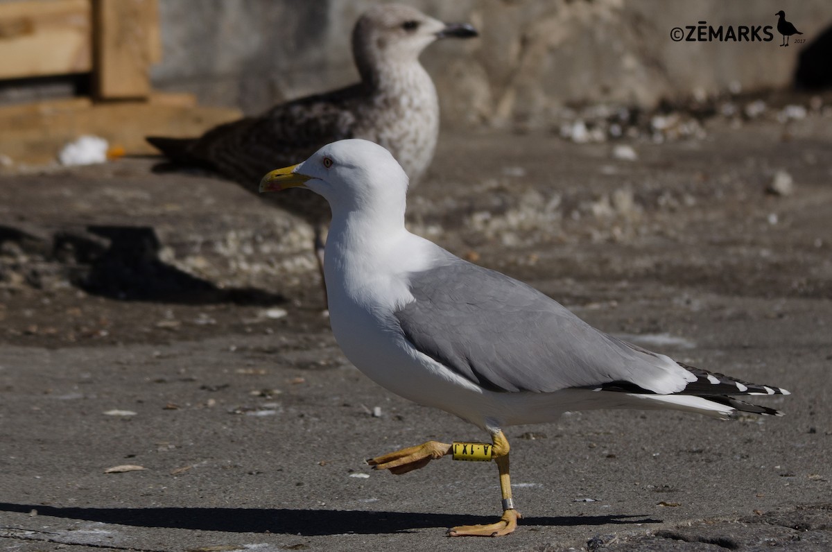 Yellow-legged Gull - José Marques