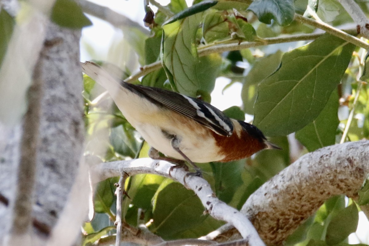 Bay-breasted Warbler - ML568850341